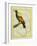 Emperor Bird-Of-Paradise-Georges-Louis Buffon-Framed Giclee Print