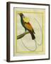 Emperor Bird-Of-Paradise-Georges-Louis Buffon-Framed Giclee Print