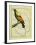 Emperor Bird-Of-Paradise-Georges-Louis Buffon-Framed Giclee Print