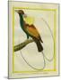 Emperor Bird-Of-Paradise-Georges-Louis Buffon-Mounted Giclee Print