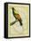 Emperor Bird-Of-Paradise-Georges-Louis Buffon-Framed Stretched Canvas