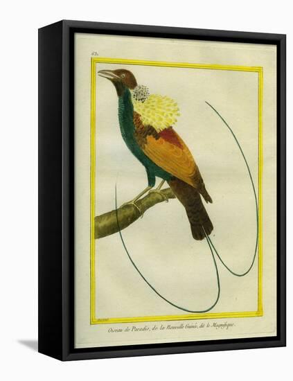 Emperor Bird-Of-Paradise-Georges-Louis Buffon-Framed Stretched Canvas