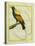 Emperor Bird-Of-Paradise-Georges-Louis Buffon-Stretched Canvas
