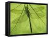 Emperor Dragonfly, Silhouette Seen Through Leaf, Cornwall, UK-Ross Hoddinott-Framed Stretched Canvas