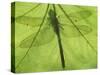 Emperor Dragonfly, Silhouette Seen Through Leaf, Cornwall, UK-Ross Hoddinott-Stretched Canvas