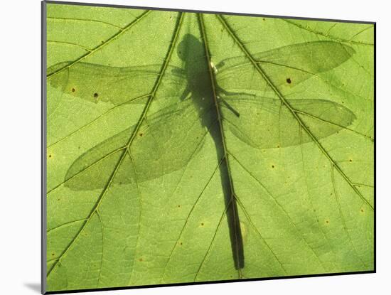Emperor Dragonfly, Silhouette Seen Through Leaf, Cornwall, UK-Ross Hoddinott-Mounted Photographic Print