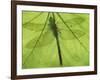 Emperor Dragonfly, Silhouette Seen Through Leaf, Cornwall, UK-Ross Hoddinott-Framed Photographic Print