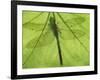 Emperor Dragonfly, Silhouette Seen Through Leaf, Cornwall, UK-Ross Hoddinott-Framed Photographic Print