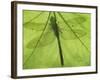 Emperor Dragonfly, Silhouette Seen Through Leaf, Cornwall, UK-Ross Hoddinott-Framed Photographic Print