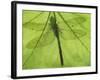 Emperor Dragonfly, Silhouette Seen Through Leaf, Cornwall, UK-Ross Hoddinott-Framed Photographic Print