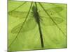 Emperor Dragonfly, Silhouette Seen Through Leaf, Cornwall, UK-Ross Hoddinott-Mounted Photographic Print