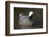 Emperor Goose (Chen Canagica) UK-Mark Taylor-Framed Photographic Print