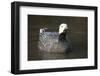 Emperor Goose (Chen Canagica) UK-Mark Taylor-Framed Photographic Print