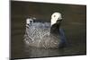 Emperor Goose (Chen Canagica) UK-Mark Taylor-Mounted Photographic Print