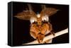 Emperor Gum Moth Huge Plumed Antennae That Pick-null-Framed Stretched Canvas