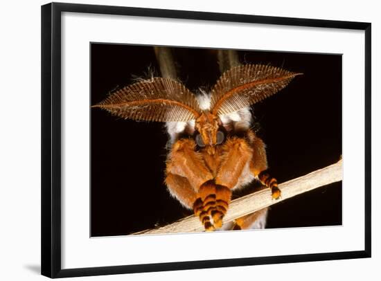 Emperor Gum Moth Huge Plumed Antennae That Pick-null-Framed Photographic Print