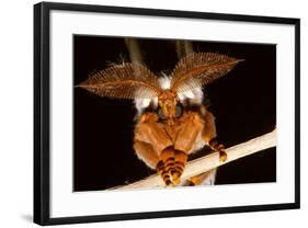 Emperor Gum Moth Huge Plumed Antennae That Pick-null-Framed Photographic Print