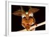 Emperor Gum Moth Huge Plumed Antennae That Pick-null-Framed Photographic Print