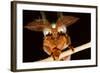 Emperor Gum Moth Huge Plumed Antennae That Pick-null-Framed Photographic Print