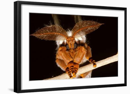 Emperor Gum Moth Huge Plumed Antennae That Pick-null-Framed Photographic Print