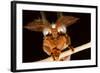 Emperor Gum Moth Huge Plumed Antennae That Pick-null-Framed Photographic Print