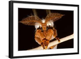 Emperor Gum Moth Huge Plumed Antennae That Pick-null-Framed Photographic Print