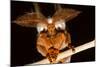 Emperor Gum Moth Huge Plumed Antennae That Pick-null-Mounted Photographic Print