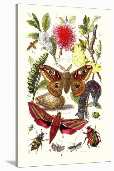 Emperor Moth, Elephant Hawk Moth, Tortoise Beetle-James Sowerby-Stretched Canvas