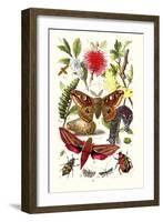 Emperor Moth, Elephant Hawk Moth, Tortoise Beetle-James Sowerby-Framed Art Print