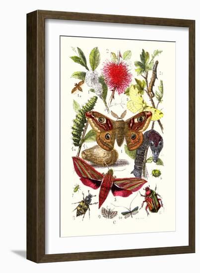 Emperor Moth, Elephant Hawk Moth, Tortoise Beetle-James Sowerby-Framed Art Print