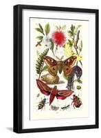 Emperor Moth, Elephant Hawk Moth, Tortoise Beetle-James Sowerby-Framed Art Print