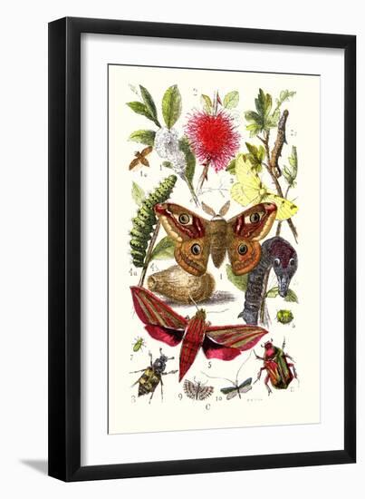 Emperor Moth, Elephant Hawk Moth, Tortoise Beetle-James Sowerby-Framed Art Print