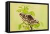 Emperor Moth Female on Foodplant-null-Framed Stretched Canvas