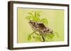 Emperor Moth Female on Foodplant-null-Framed Photographic Print