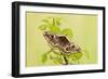 Emperor Moth Female on Foodplant-null-Framed Photographic Print