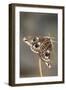 Emperor Moth Female with Eggs-null-Framed Photographic Print