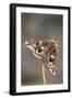 Emperor Moth Female with Eggs-null-Framed Photographic Print