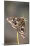 Emperor Moth Female with Eggs-null-Mounted Photographic Print