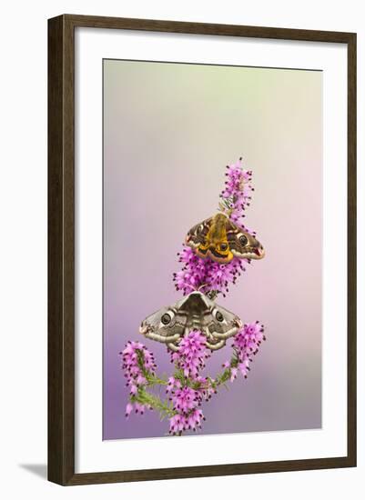 Emperor Moth Pair on Foodplant-null-Framed Photographic Print