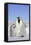 Emperor Penguin, Adult and Two Chicks-null-Framed Stretched Canvas