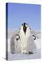 Emperor Penguin, Adult and Two Chicks-null-Stretched Canvas