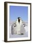 Emperor Penguin, Adult and Two Chicks-null-Framed Photographic Print