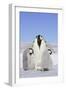 Emperor Penguin, Adult and Two Chicks-null-Framed Photographic Print