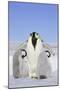 Emperor Penguin, Adult and Two Chicks-null-Mounted Photographic Print