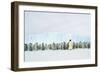 Emperor Penguin, Adult and Young in Creche-null-Framed Photographic Print