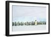 Emperor Penguin, Adult and Young in Creche-null-Framed Photographic Print