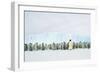 Emperor Penguin, Adult and Young in Creche-null-Framed Photographic Print