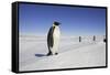 Emperor Penguin, Adult in Foreground with People Behind-null-Framed Stretched Canvas