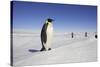 Emperor Penguin, Adult in Foreground with People Behind-null-Stretched Canvas