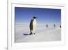 Emperor Penguin, Adult in Foreground with People Behind-null-Framed Photographic Print